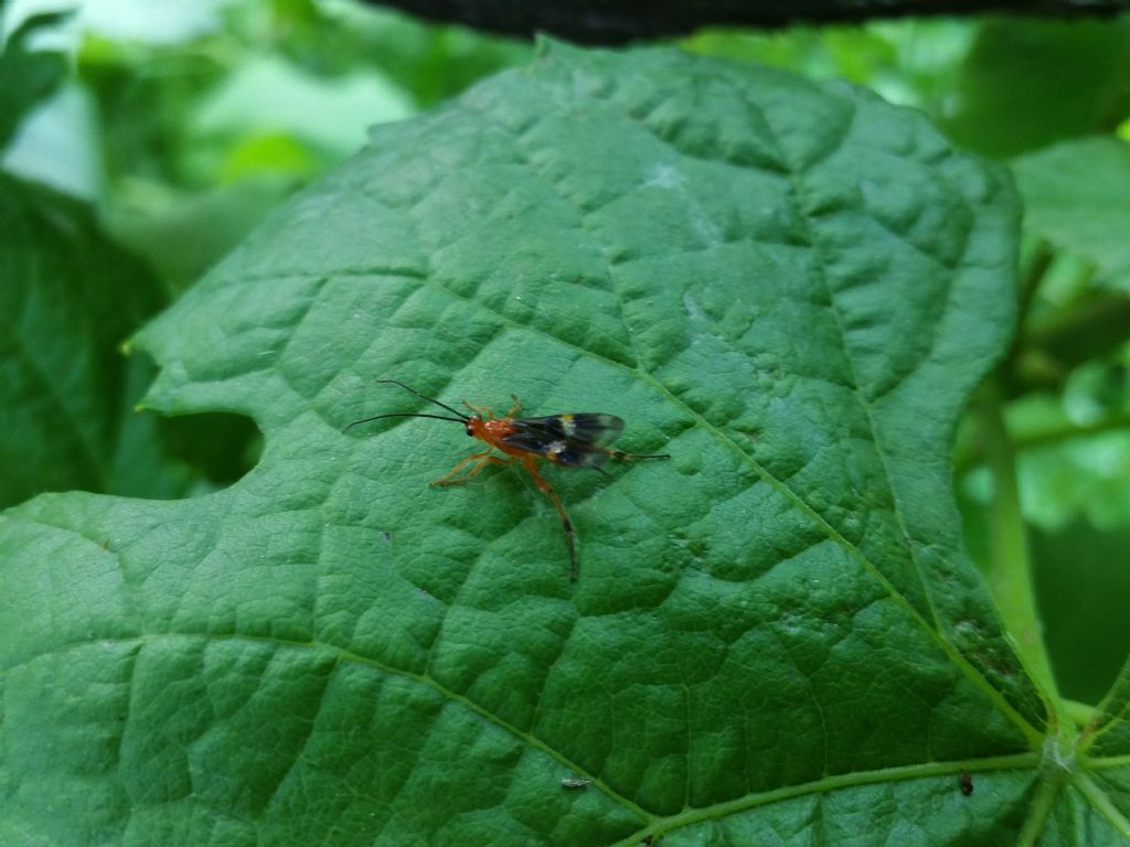 Presunto Ichneumonidae: No, Braconidae cfr. Cremnops desertor